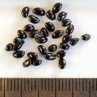 Seedling-Dianella-revoluta-Black-Anther-Flax-Lily-seed-6.jpg