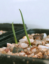 Flax Lily, Black Anther Flax-lily (previously known as Dianella admixta) germination seedling image.