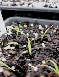 Silky Blue-grass germination seedling image.