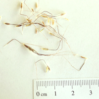 Seedling-Dichanthium-sericeum-Silky-blue-grass-6.jpg