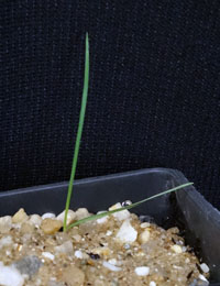 Long-hair Plume-grass two month seedling image.