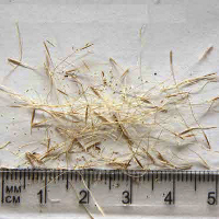 Seedling-Dichelachne-crinita-Long-hair-Plume-grass-seed-6.jpg