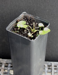 Kidney Weed germination seedling image.