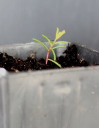 Grey Parrot-pea germination seedling image.