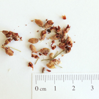 Seedling-Dillwynia-cinerascens-Grey-parrot-pea-seed-6.jpg