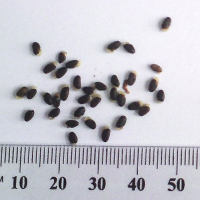 Seedling-Dillwynia-juniperina-Prickly-Parrot-pea-seed-6.jpg
