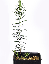 Showy Parrot-pea four months seedling image.