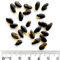 Seedling-Dilwynia-sericea-seed-6.jpg