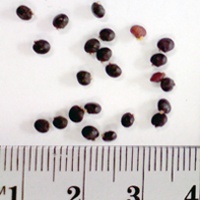 Seedling-Dodonaea-Procumbens-Trailing-Hop-Bush-Seed-6.jpg