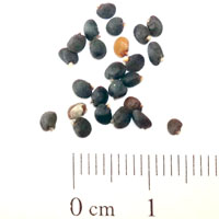 Seedling-Dodonaea-Viscosa-Sticky-Hop-bush-seed-6.jpg