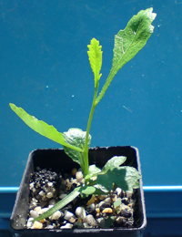Sticky Hop-bush two month seedling image.