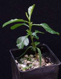 Sticky Hop-bush four months seedling image.