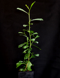Sticky Hop-bush six months seedling image.