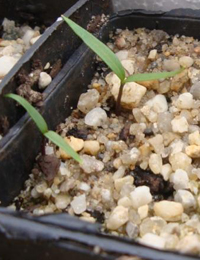 Sticky Hop-bush germination seedling image.