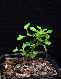 Berry Saltbush, Saloop four months seedling image.