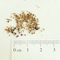Seedling-Einadia-nutans-seed-6.jpg
