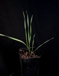 Common Wheat-grass (previously known as Elymus scaber) two month seedling image.