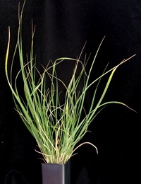 Common Wheat-grass (previously known as Elymus scaber) four months seedling image.
