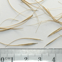 Seedling-Elymus-Scaber-seed-12.jpg
