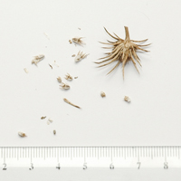 Seedling-Eryngium-Ovinum-seed-6.jpg