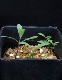 Scentbark, Creswick Apple Box two month seedling image.