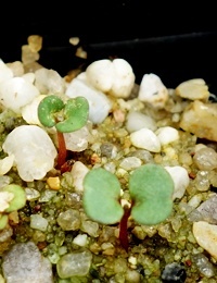 Brown Stringybark germination seedling image.