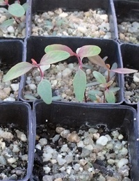 Blakely’s Red-gum two month seedling image.