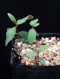 River Red Gum two month seedling image.