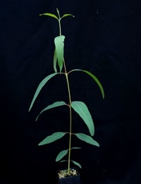 River Red Gum six months seedling image.