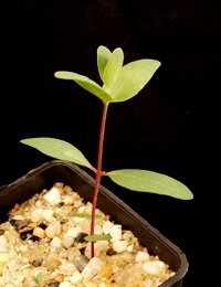 Silver-leaf Stringybark, Mealy Stringybark two month seedling image.