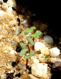 Silver Stringybark, Argyle Apple germination seedling image.