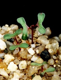 Sugar Gum germination seedling image.