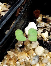 Yertchuk germination seedling image.