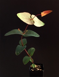 Broad-leaf Peppermint four months seedling image.