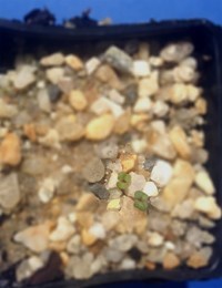 Broad-leaf Peppermint germination seedling image.