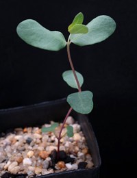 Long-leaf Box,  Bundy two month seedling image.