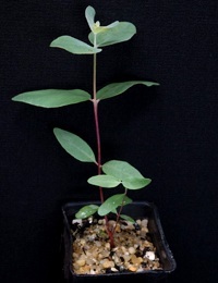 Long-leaf Box,  Bundy six months seedling image.