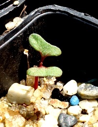 Long-leaf Box,  Bundy germination seedling image.
