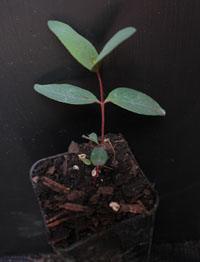 Yellow Gum two month seedling image.