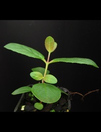 Red Stringybark two month seedling image.