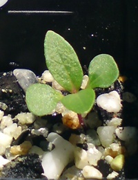 Messmate Stringybark germination seedling image.