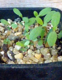 Swamp Gum germination seedling image.