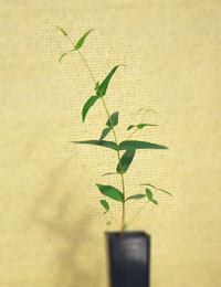 Narrow-Leaved Peppermint six months seedling image.