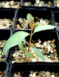 Forest Red Gum two month seedling image.