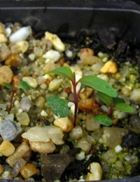 Red Ironbark two month seedling image.