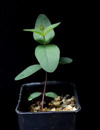 Shining  Peppermint, Promontory Peppermint two month seedling image.