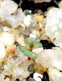 Shining  Peppermint, Promontory Peppermint germination seedling image.