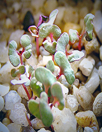White Box germination seedling image.