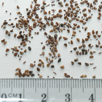 Seedling-Eucalyptus-angophoroides-seed-6.jpg