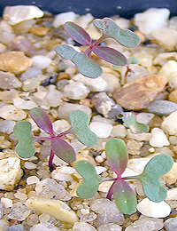 Southern Mahogany, Bangalay germination seedling image.
